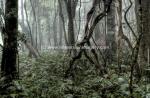 robertson rainforest 2.jpg